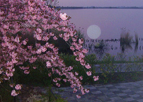 Seen from my atelier - Full moon reflected on lake and cherry blossom