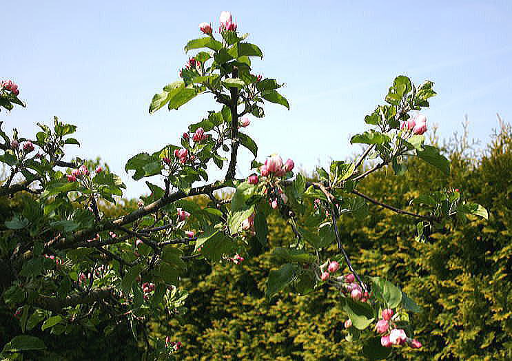 Apple blossom of 50-years old apple tree in my garden